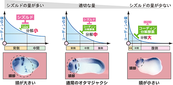 人為的にシズルドの量を変えると背側・中間・腹側の正しい比率が崩壊するの図