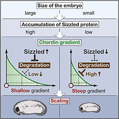 Schematic diagram of mechanisms underlying the scaling