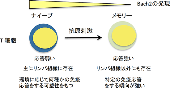 ナイーブおよびメモリーT細胞とBach2遺伝子の発現の図