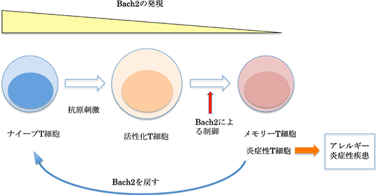 Bach2による炎症性T細胞の生成の制御の図