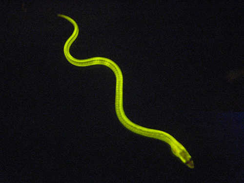Photo of a fluorescent unagi eel