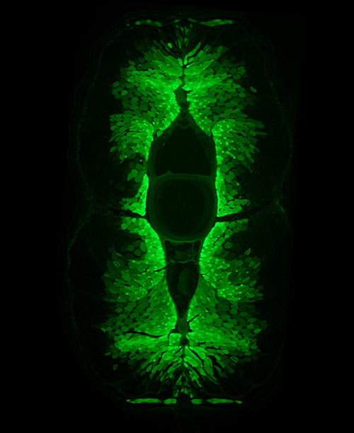 Fluorescence image of a transverse section of a formalin-fixed eel