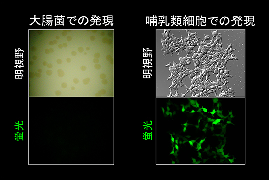 UnaG遺伝子を導入した大腸菌および哺乳類細胞の蛍光画像の図