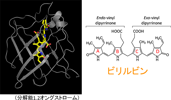 ホロUnaG（哺乳類細胞で作らせたUnaG）の結晶構造の図