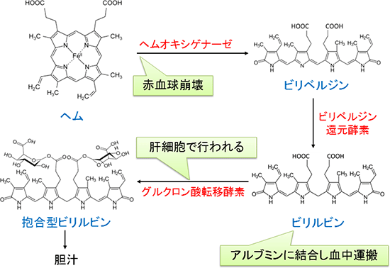 ヘム代謝とビリルビンの図