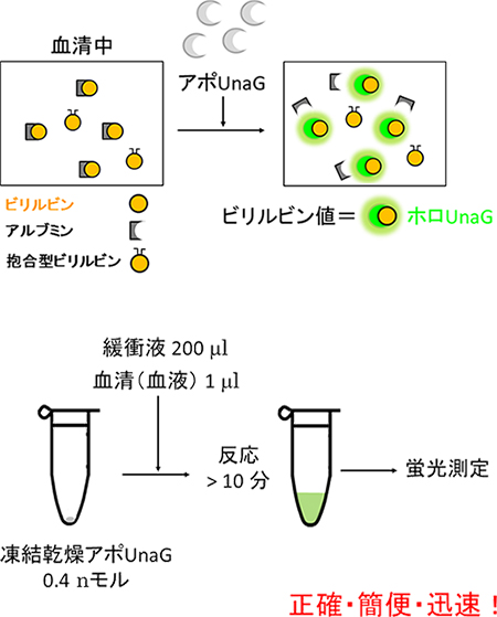 アポUnaGを使って開発したビリルビン定量法の図