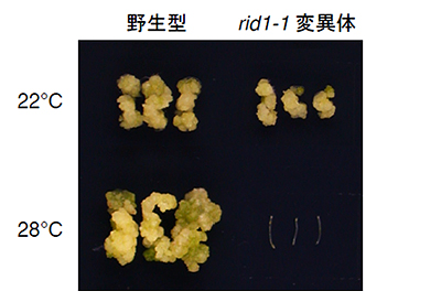 rid1-1変異体では温度依存的に胚軸からのカルス形成が阻害されるの図