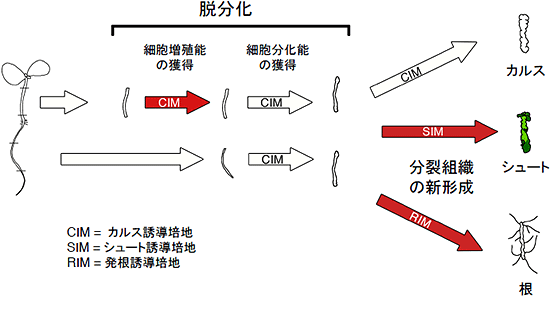 脱分化・器官再生に関するrid1-1 変異体の温度感受性のまとめの図