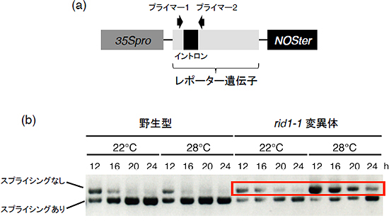 rid1-1変異体では温度依存的にpre-mRNAスプライシング効率が低下するの図