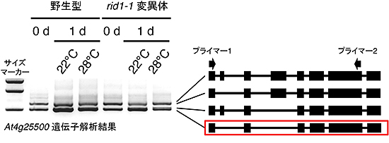 rid1-1変異体では温度依存的に選択的スプライシングパターンが変化するの図