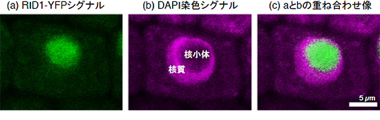 RID1タンパク質は主に核小体に局在するの図