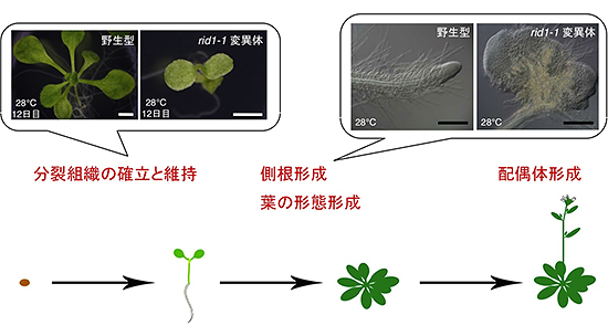 RID1機能が必要とされる植物の発生過程のまとめの図