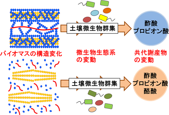バイオマスの構造の違いによる発酵産物の図