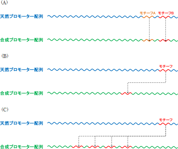 モチーフ配列の組合せによる人工プロモーター配列のデザイン戦略の図
