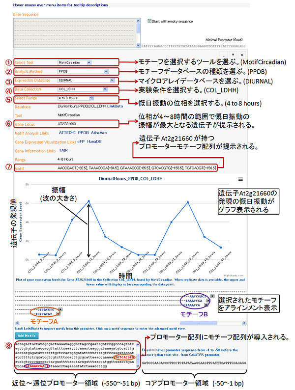 「PromoterCAD」のユーザーインターフェースの図 (MotifCircadianツールを使用している例)