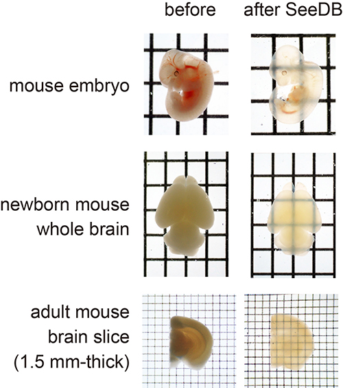 Photos of mouse embryo and brain before and after treatment