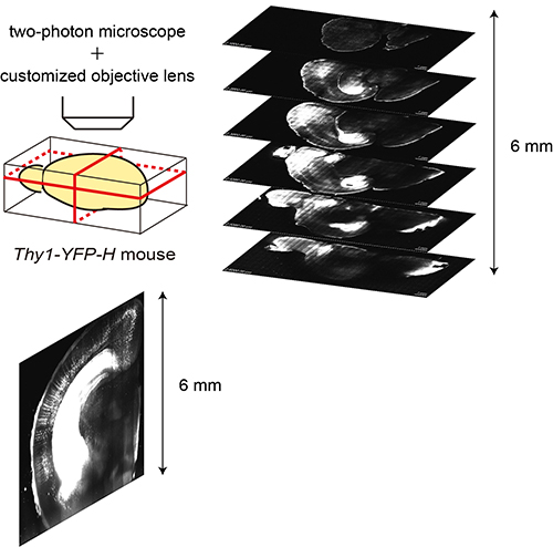 Process for seeing through the brain using SeeDB