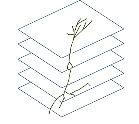 切片を使った神経回路の再構築のイメージの図