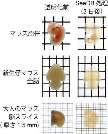 SeeDBを用いた生体試料の透明化の図