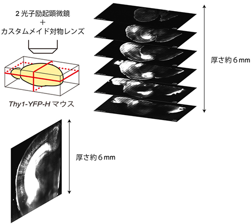 SeeDBと2光子顕微鏡を組み合わせた大規模なイメージングの図
