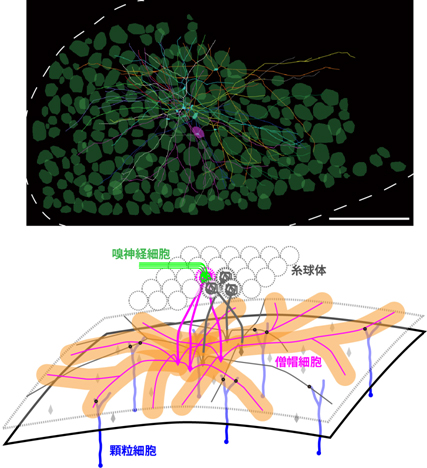 匂い情報の一次中枢である嗅球の神経回路の可視化の図