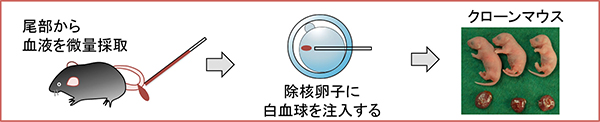 微量血液から採取した白血球からの体細胞クローンマウスの作出方法の図