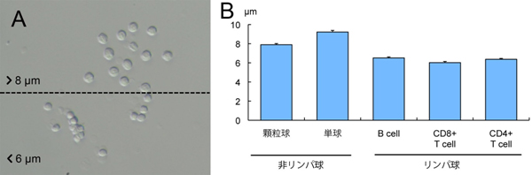 目視のサイズ選別による白血球像（A） 白血球にFACSを行った後の細胞種ごとのサイズ計測（B）の図