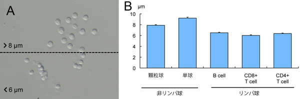 目視のサイズ選別による白血球像(A) 白血球にFACSを行った後の細胞種ごとのサイズ計測(B)の図