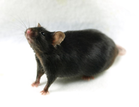 非リンパ球から作出した雌の体細胞クローンマウスの写真