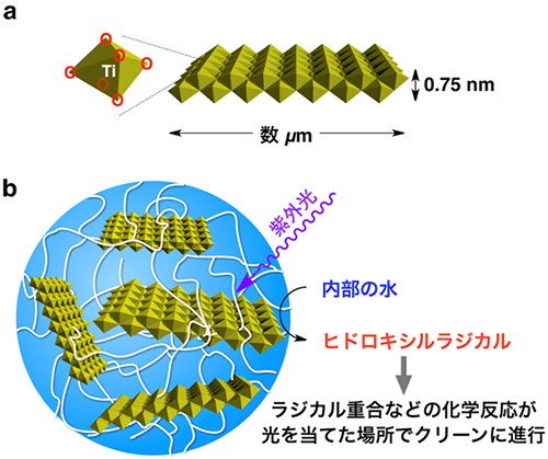 酸化チタンナノシート（a）および今回開発されたヒドロゲル（b）の構造の図