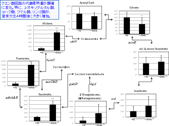 窒素欠乏後のTCAサイクル代謝産物量の変化の図