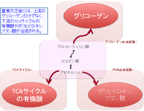 窒素欠乏後の炭素貯蔵源の模式図の画像