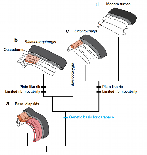 Image showing evolution of the turtle carapace