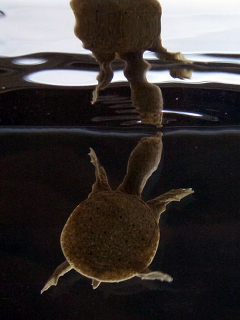Juvenile soft-shelled turtle swimming up to breathe the air