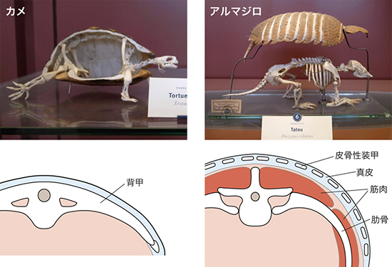 パリ自然史博物館に展示されているカメ（左）とアルマジロ（右）の骨格標本の図