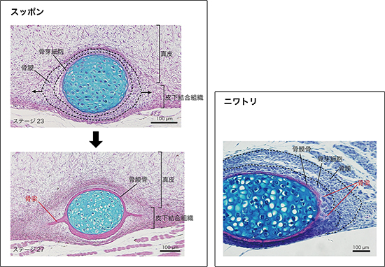 スッポン胚における背甲の発生とニワトリ胚における肋骨の発生の比較の図