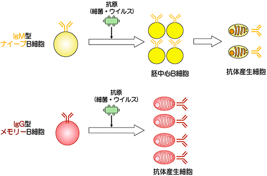 抗原に出会った時のそれぞれのB細胞の抗体産生細胞への分化の図