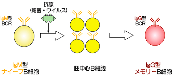 IgM型ナイーブB細胞からIgG型メモリーB細胞への分化の図