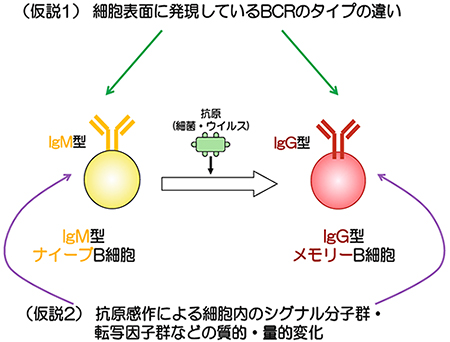 2つの仮説の図