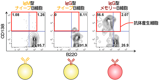 BCRの型の違いによるナイーブB細胞の抗体産生細胞への分化能力の比較の図