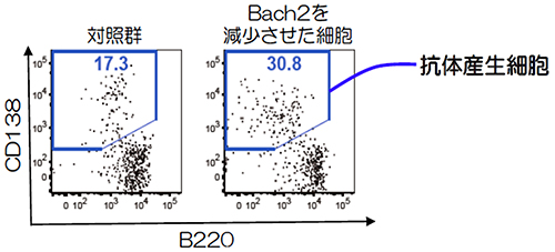 転写因子Bach2の減少による抗体産生細胞への分化能力の変化の図