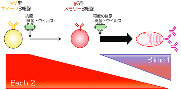 B細胞の抗体産生細胞への分化イメージ図