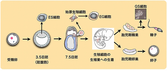 マウス生殖細胞系譜と胚体、生殖細胞より作製される幹細胞の図
