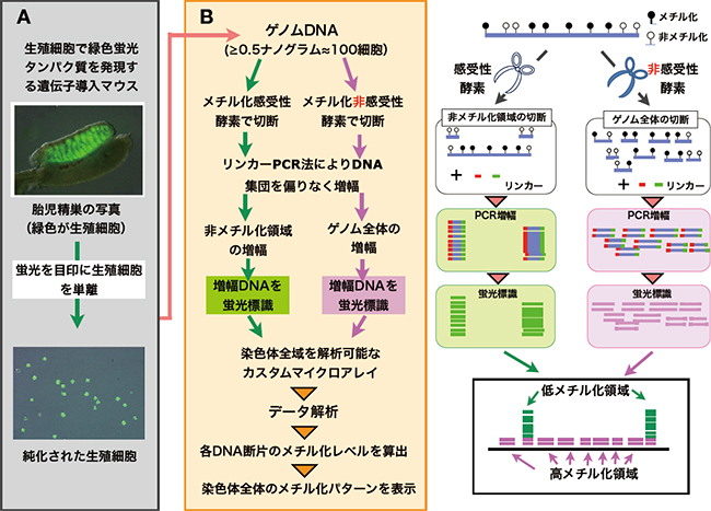 今回開発したDNAメチル化解析技術の図