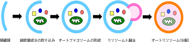 オートファジー経路の図