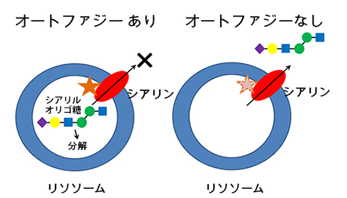 オートファジーのシアリルオリゴ糖の代謝における予想される役割の図