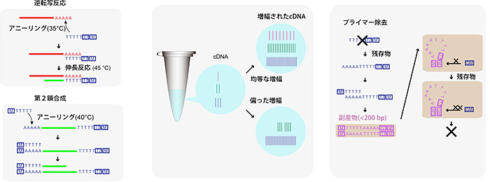 mRNAの増幅条件の検討の図