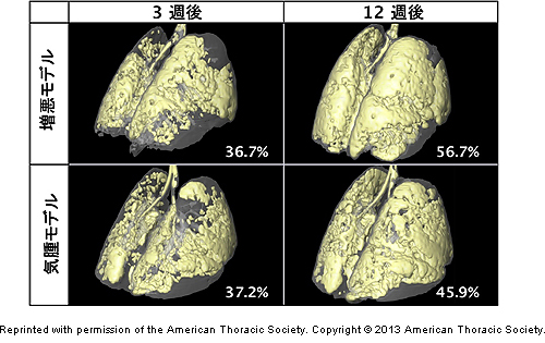 エラスターゼ投与3週間後、12週間後の気腫モデルマウスと増悪モデルマウスの肺の画像