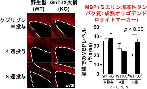 免疫組織染色による野生型マウスとGnT-IX欠損マウスの脱髄の比較図