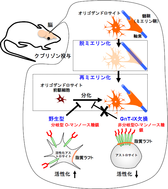 GnT-IXが再ミエリン化を調節する推定モデル図